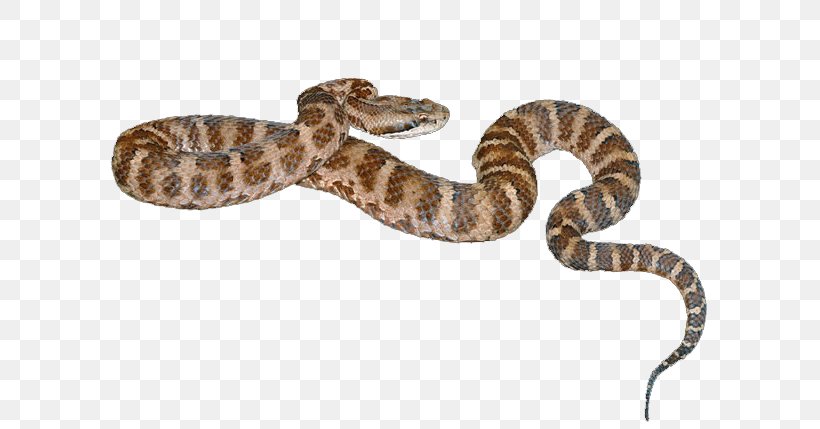Rattlesnake Vipers Venomous Snake Agkistrodon, PNG, 650x429px, Snake, Agkistrodon, Boa Constrictor, Boas, Cobra Download Free