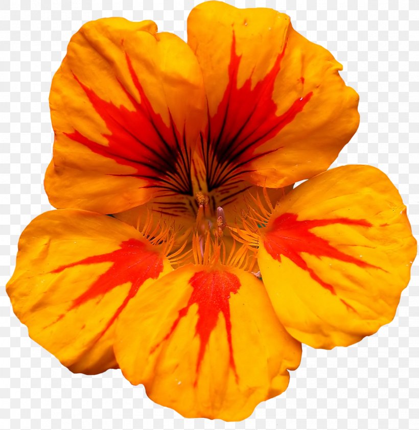 Tropaeolum Majus Red Orange Yellow Green, PNG, 1168x1200px, Tropaeolum Majus, Annual Plant, Color, Flower, Flowering Plant Download Free