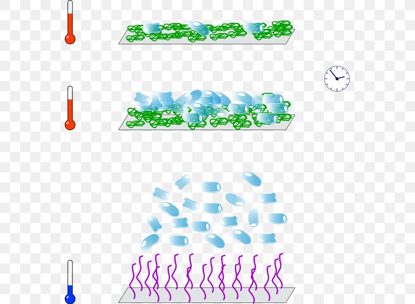 Cell And Tissue Culture Cell Culture Poly(N-isopropylacrylamide) Temperature-responsive Polymer, PNG, 563x600px, Cell And Tissue Culture, Aqua, Area, Biology, Blue Download Free
