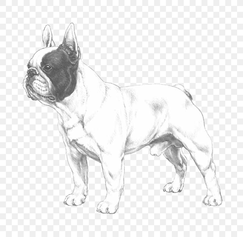 French Bulldog Bernese Mountain Dog Toy Bulldog Puppy, PNG, 800x800px, French Bulldog, Animal Husbandry, Bernese Mountain Dog, Black And White, Breed Download Free