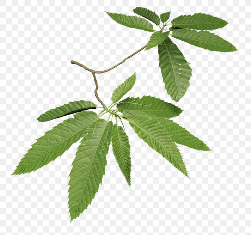 Leaf Sweet Chestnut Tree Quercus Frainetto European Horse-chestnut, PNG, 768x768px, Leaf, Beech Family, Chestnut, Dracaena, European Horsechestnut Download Free