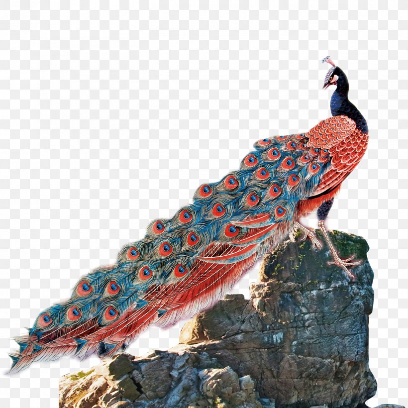 Peafowl Bird Feather, PNG, 1417x1417px, Peafowl, Animal, Beak, Bird, Drawing Download Free