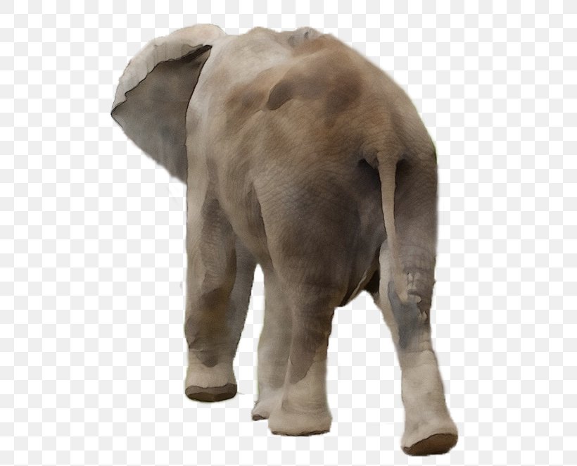 African Bush Elephant African Forest Elephant Image, PNG, 524x662px, African Bush Elephant, African Elephant, African Forest Elephant, Animal, Animal Figure Download Free