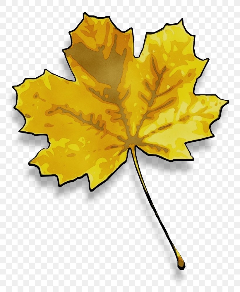 Autumn Leaf Drawing, PNG, 815x1000px, Watercolor, Autumn Leaf Color, Black Maple, Deciduous, Drawing Download Free