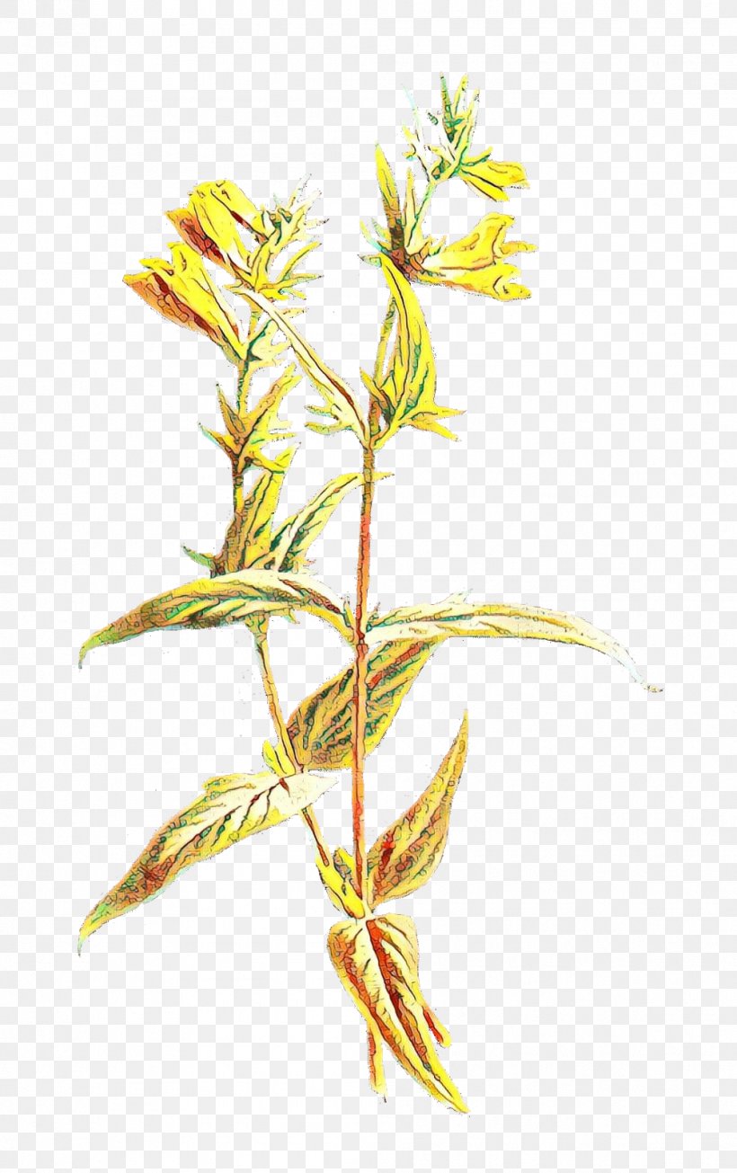 Branch Plant Stem Grasses Leaf, PNG, 1005x1600px, Branch, Botany, Elymus Repens, Flower, Flowering Plant Download Free