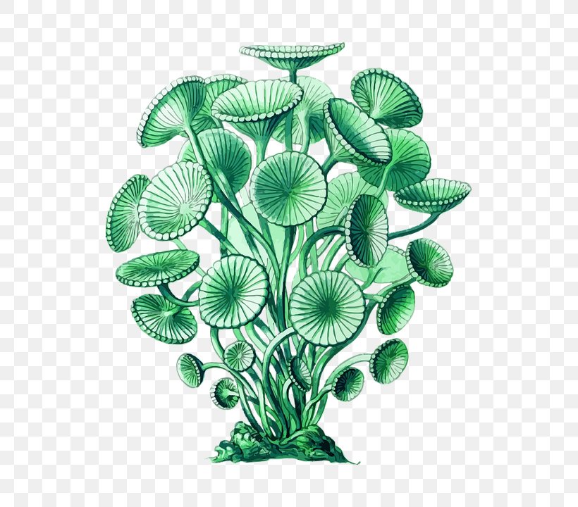 Algae Clip Art Image JPEG, PNG, 623x720px, Algae, Acetabularia, Aquarium Decor, Ernst Haeckel, Grass Download Free