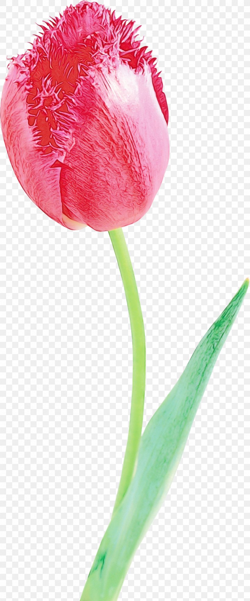 Tulip Flower Petal Pink Cut Flowers, PNG, 1249x3000px, Watercolor, Cut Flowers, Flower, Flowering Plant, Paint Download Free