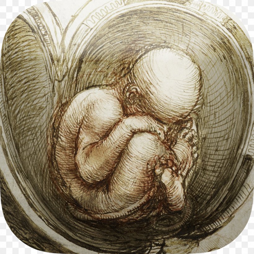Vitruvian Man Studies Of The Fetus In The Womb Renaissance Anatomical Drawings Anatomy, PNG, 1024x1024px, Vitruvian Man, Anatomical Drawings, Anatomy, Biomimetics, Drawing Download Free