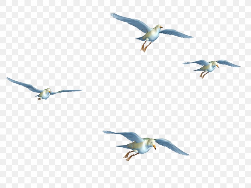 Bird Flight Bird Flight Clip Art, PNG, 1024x768px, Bird, Animal, Beak, Bird Flight, Bird Migration Download Free