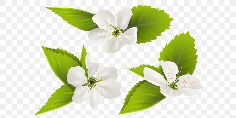 Blossom Flower Clip Art, PNG, 600x409px, Blossom, Arabian Jasmine, Branch, Copying, Drawing Download Free