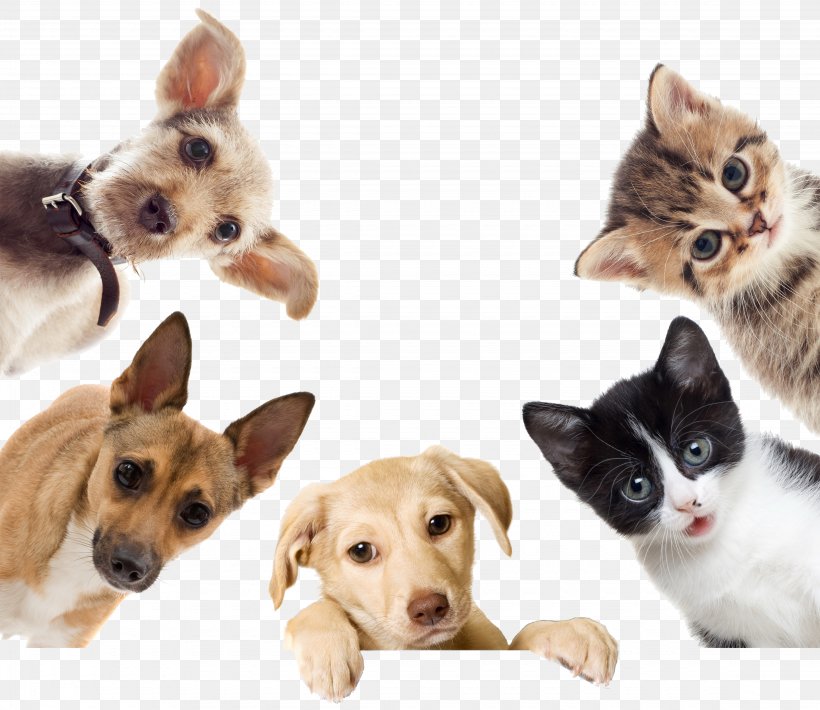 Dog Cat Puppy Kitten Pet, PNG, 4500x3900px, Dog, Animal, Animal Shelter, Animal Welfare, Carnivoran Download Free