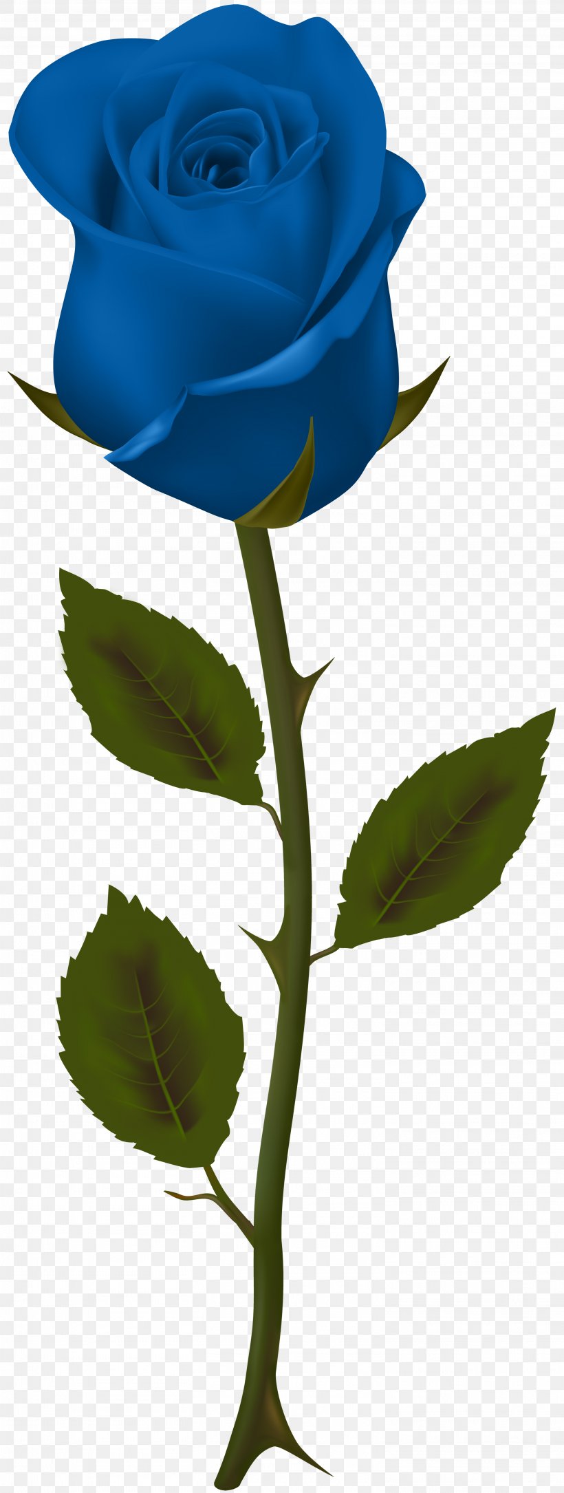 Garden Roses Flower Clip Art, PNG, 3022x8000px, Garden Roses, Blue, Blue Rose, Color, Cut Flowers Download Free