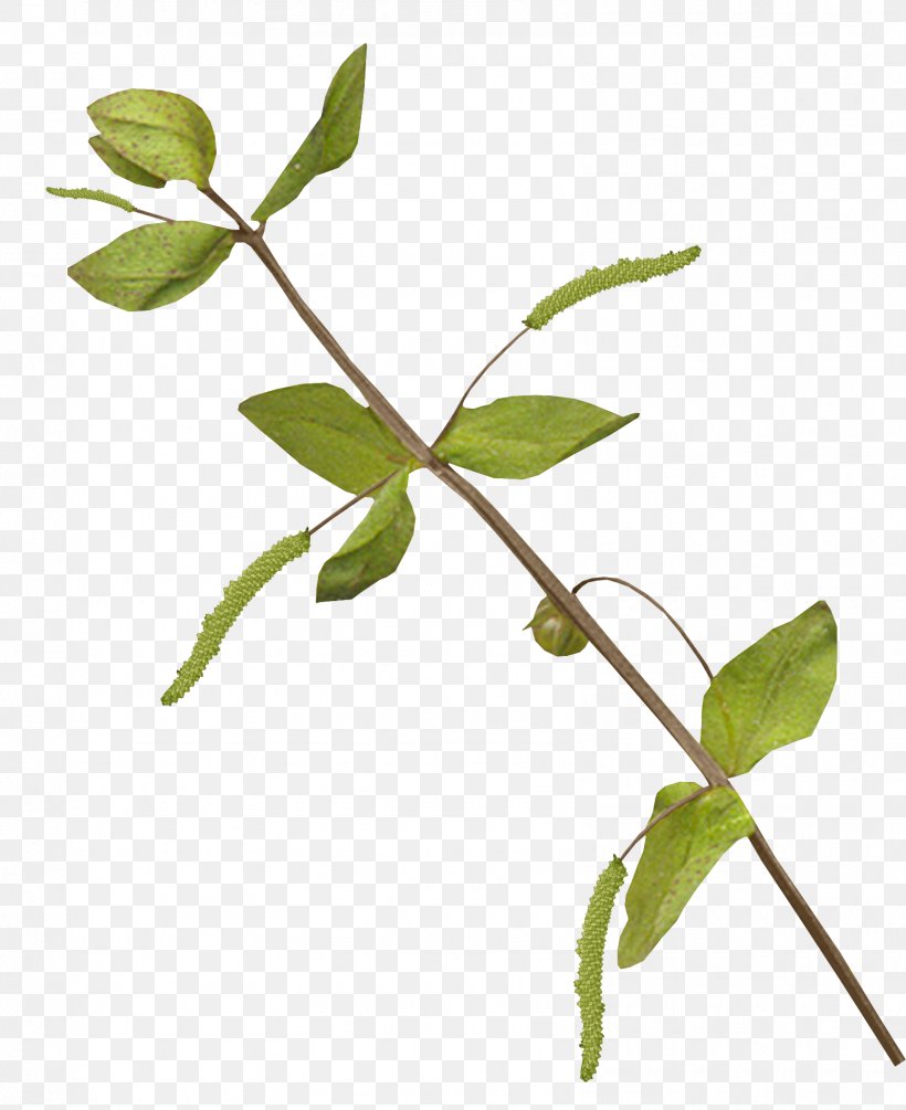 Leaf Plant Stem Branch Twig, PNG, 1595x1956px, Leaf, Blog, Branch, Flower, Flowering Plant Download Free