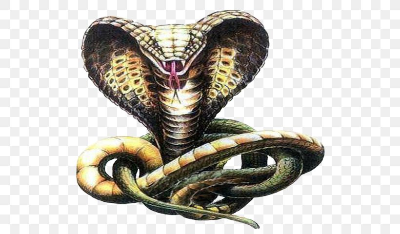 Snakes Indian Cobra Drawing Sketch, PNG, 536x480px, Snakes, Cobra, Cobras, Colubridae, Drawing Download Free
