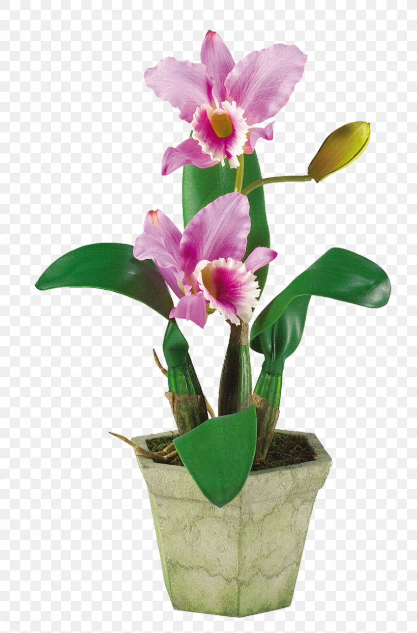 Artificial Flower Floral Design Moth Orchids Floristry, PNG, 844x1280px, Flower, Artificial Flower, Cattleya, Cattleya Orchids, Cut Flowers Download Free
