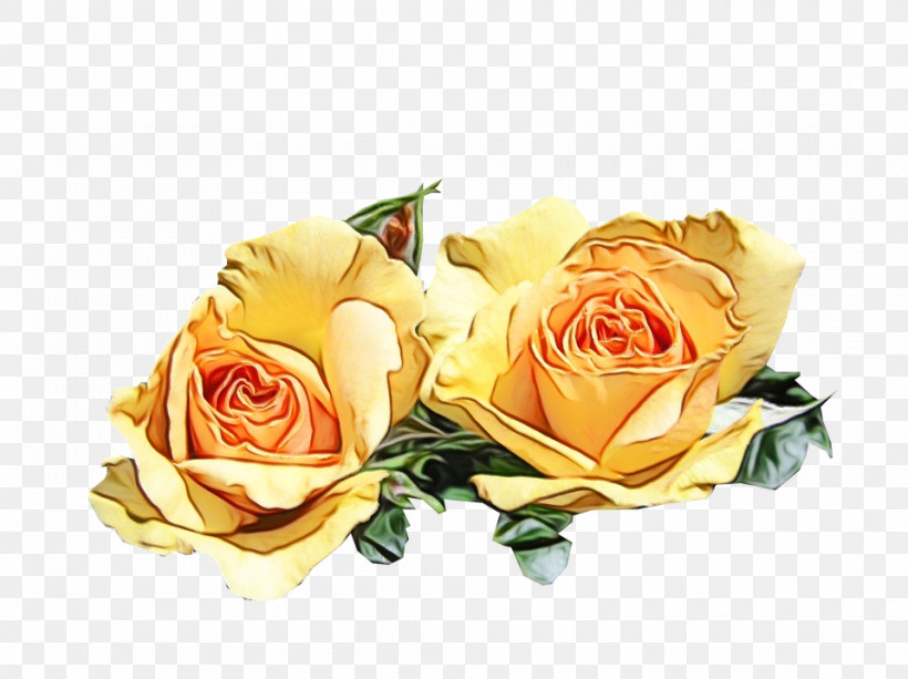 Floral Design, PNG, 960x718px, Watercolor, Cabbage Rose, Cut Flowers, Floral Design, Flower Download Free
