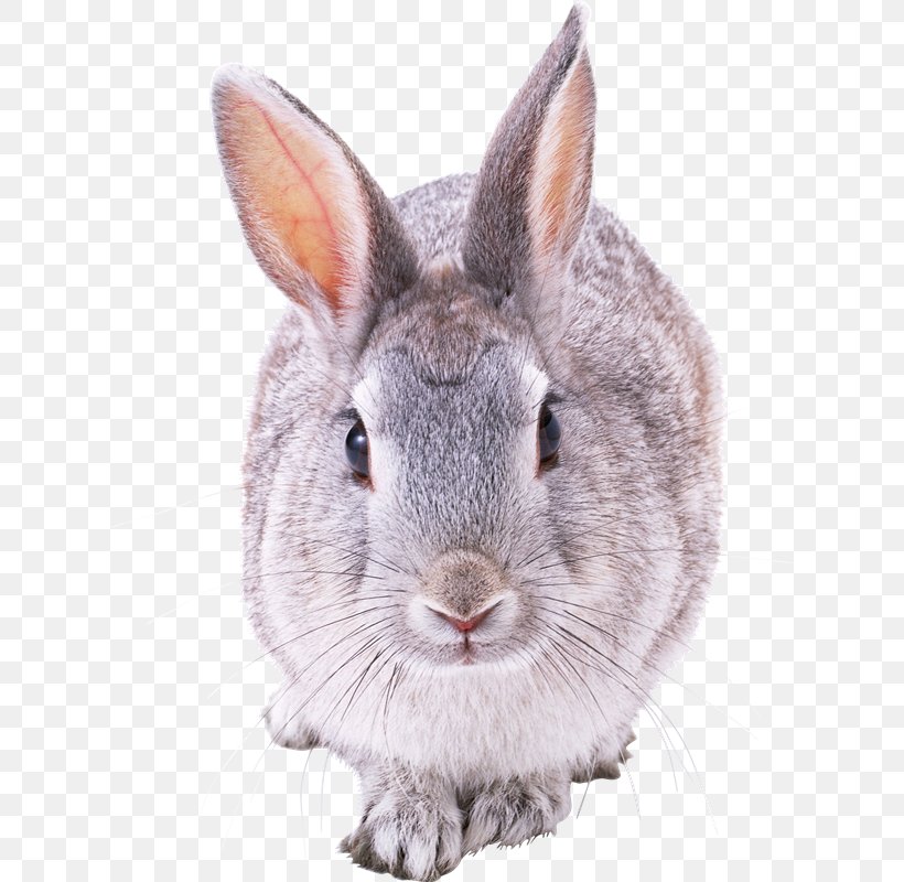 Hare European Rabbit Clip Art, PNG, 627x800px, Hare, Amami Rabbit, Cottontail Rabbit, Domestic Rabbit, European Rabbit Download Free