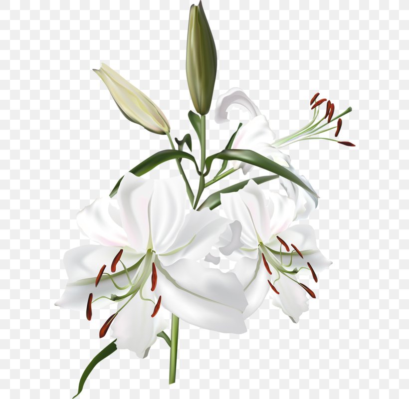 Lilium Flower, PNG, 606x800px, Lilium, Cut Flowers, Floral Design, Floristry, Flower Download Free