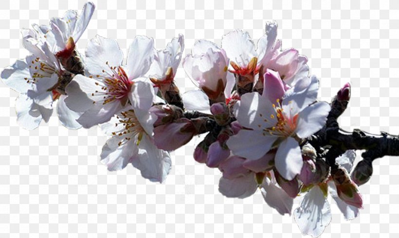 Cherry Blossom Cut Flowers Spring Petal, PNG, 1089x651px, Cherry Blossom, Blossom, Branch, Cut Flowers, Flower Download Free
