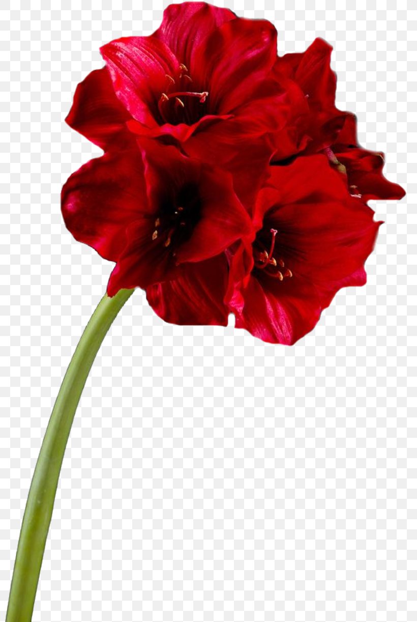 Cut Flowers Plant Stem Painting Blume, PNG, 800x1222px, Flower, Amaryllis Belladonna, Amaryllis Family, Blume, Carnation Download Free
