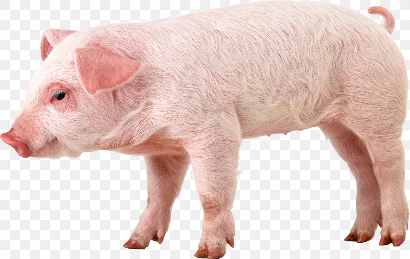 Domestic Pig Clip Art, PNG, 1600x1013px, Pig, Clipping Path, Display Resolution, Domestic Pig, Eventoed Ungulate Download Free
