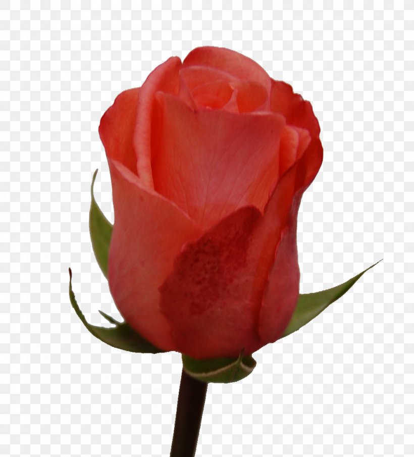 Garden Roses Cabbage Rose Floribunda Cut Flowers Petal, PNG, 996x1100px, Garden Roses, Bud, Cabbage Rose, China Rose, Chinese Cuisine Download Free