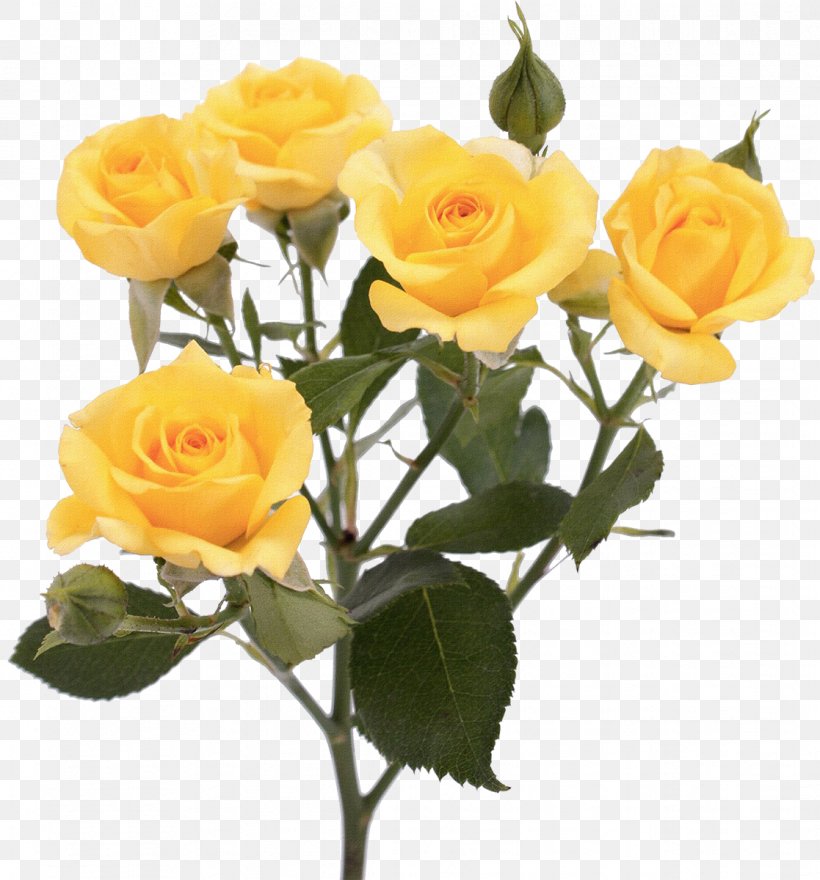 Garden Roses Flower Yellow Pink, PNG, 1117x1200px, Rose, Artificial Flower, Austrian Briar, Blue, Cut Flowers Download Free