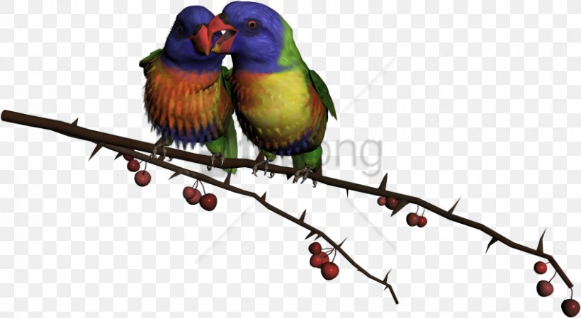 Bird Parrot, PNG, 850x466px, Bird, Beak, Branch, Budgerigar, Hummingbird Download Free