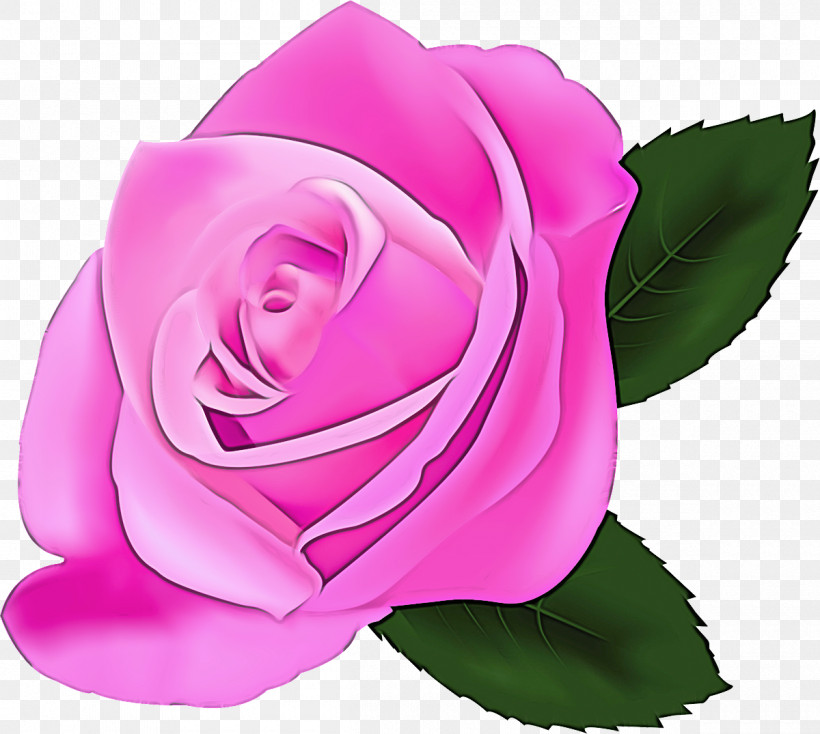 Garden Roses, PNG, 1200x1075px, Garden Roses, Flower, Hybrid Tea Rose, Petal, Pink Download Free