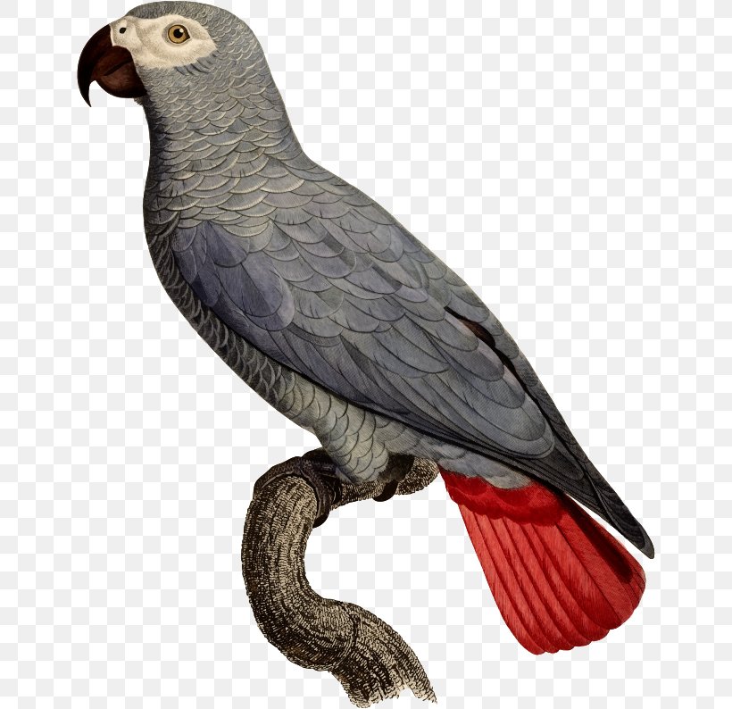 Parrot Bird Drawing Art, PNG, 648x794px, Parrot, African Grey, Art, Beak, Biological Illustration Download Free