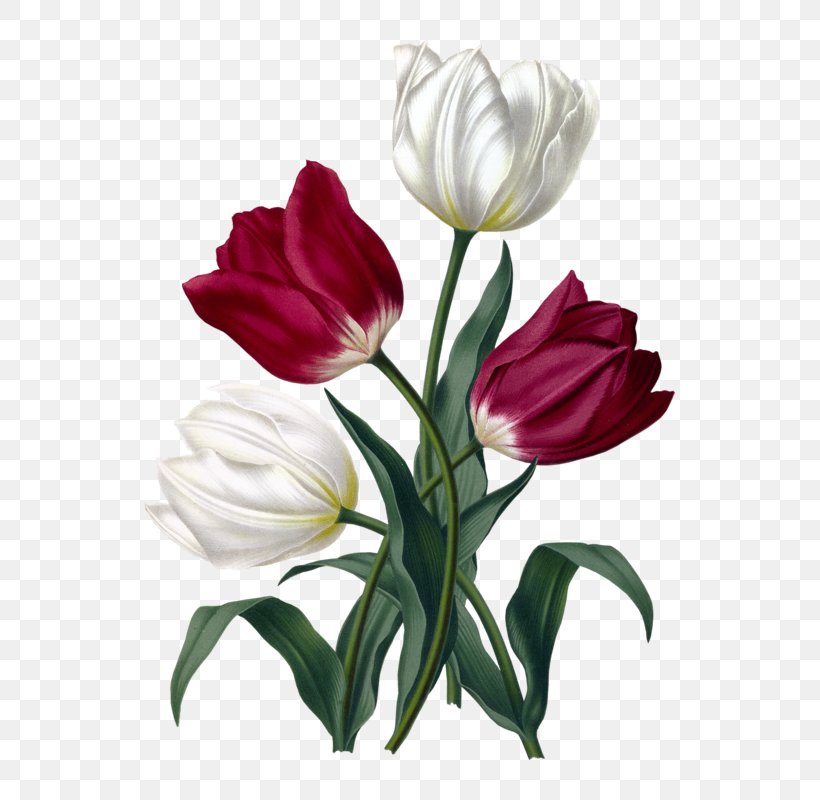 Tulip Haarlem Cut Flowers Floral Design Botanical Illustration, PNG, 640x800px, Tulip, Art, Botanical Illustration, Botanical Illustrator, Botany Download Free