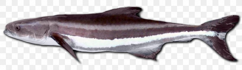 Cobia Largehead Hairtail Fish Pickhandle Barracuda Argyrosomus Japonicus, PNG, 1940x563px, Cobia, Almaco Jack, Angling, Animal Figure, Argyrosomus Japonicus Download Free
