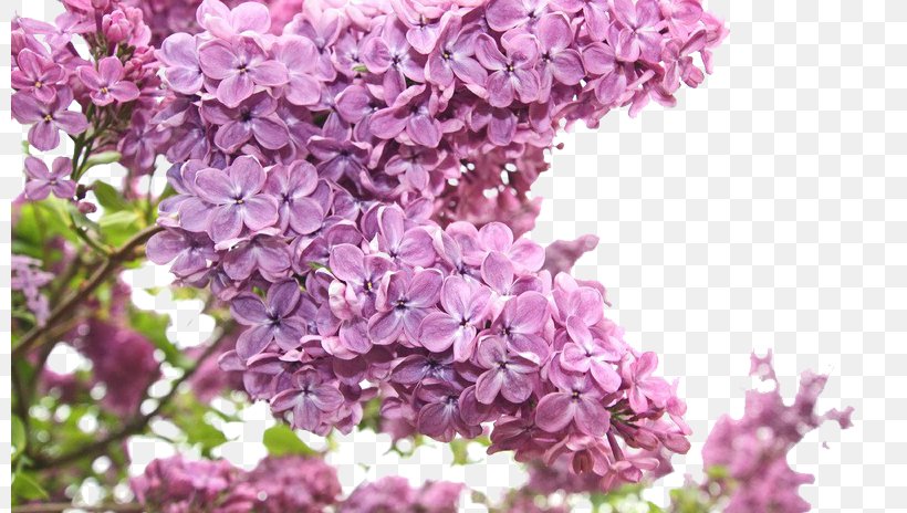 Flower Bouquet Purple Lilac, PNG, 800x464px, Flower Bouquet, Blossom, Branch, Cherry Blossom, Floral Design Download Free