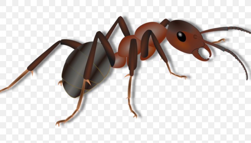 Insect Red Imported Fire Ant Pest Ant Colony Arthropod, PNG, 1024x585px, Insect, Ant, Ant Colony, Arthropod, Beetle Download Free