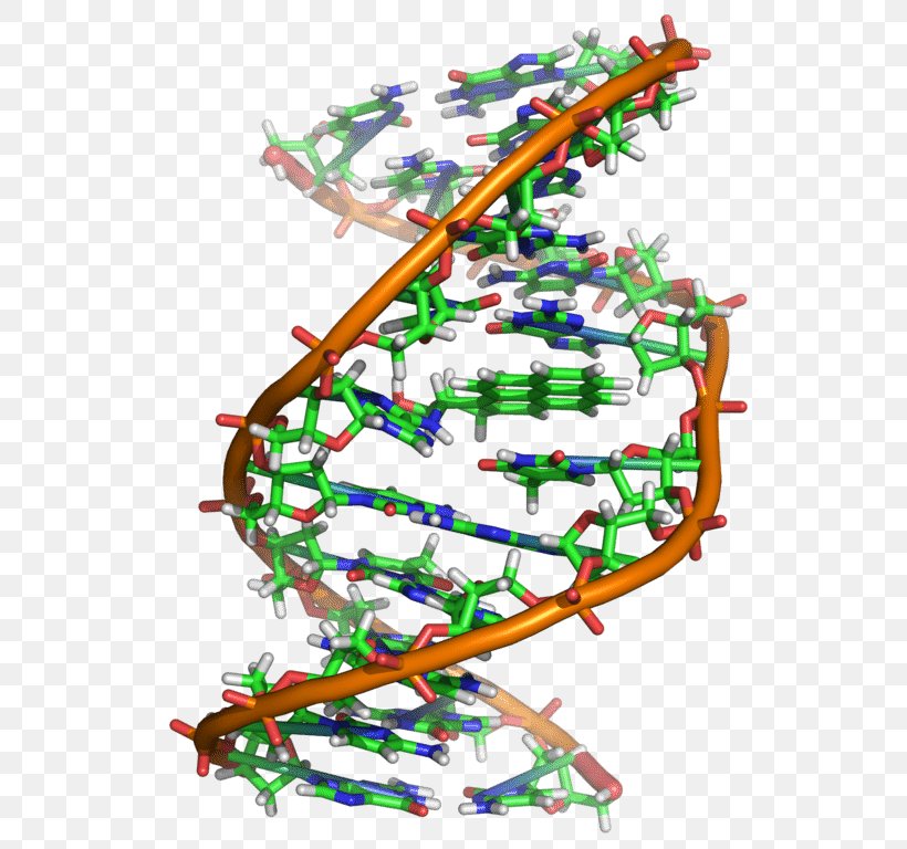 DNA Nucleic Acid Structure Nucleic Acid Double Helix, PNG, 555x768px, Dna, Acid, Adenine, Area, Biology Download Free