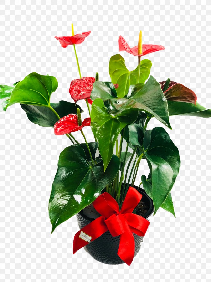 Floral Design Laceleaf Cut Flowers Houseplant, PNG, 1774x2364px, Floral Design, Annual Plant, Cut Flowers, Flora, Floristry Download Free