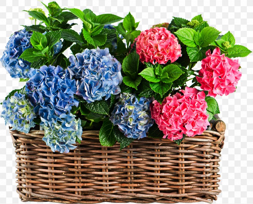 French Hydrangea Plant Flower Stock Photography Shrub, PNG, 1200x968px, French Hydrangea, Annual Plant, Artificial Flower, Basket, Color Download Free