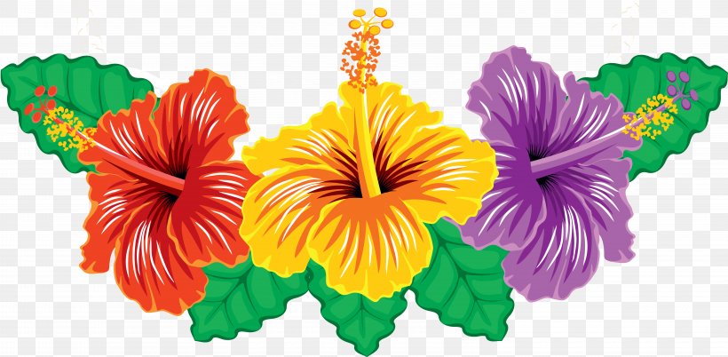 Hibiscus Clip Art, PNG, 6049x2969px, Hibiscus, Annual Plant, Cut Flowers, Flower, Flowering Plant Download Free