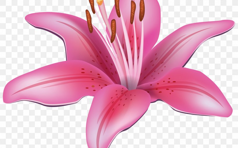 Clip Art Flower Vase Easter Lily, PNG, 1368x855px, Flower, Amaryllis Belladonna, Botany, Cattleya, Closeup Download Free