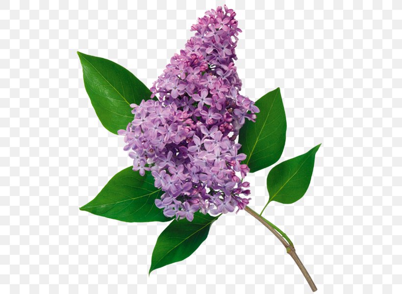 Common Lilac Flower Clip Art, PNG, 600x600px, Lilac, Blume, Color, Common Lilac, Cut Flowers Download Free