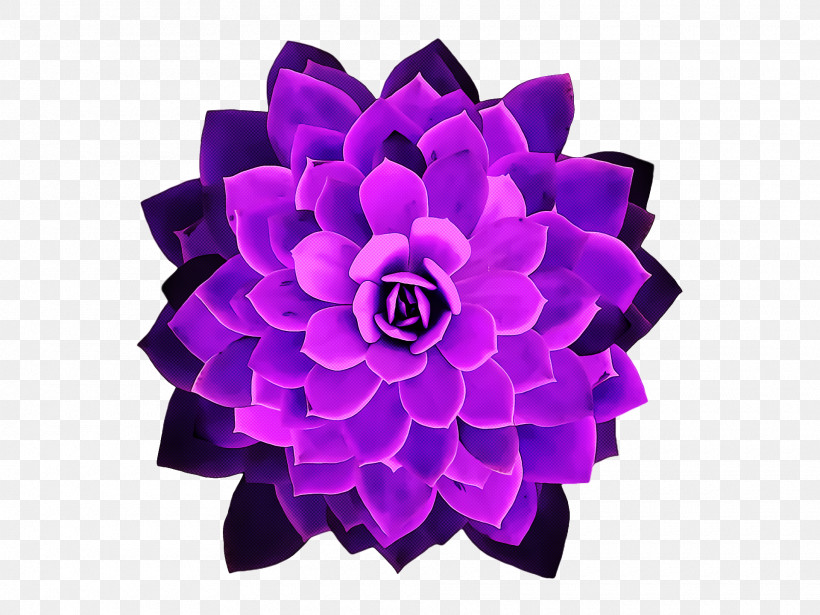 Cut Flowers Purple Petal Flower, PNG, 1920x1440px, Cut Flowers, Flower, Petal, Purple Download Free