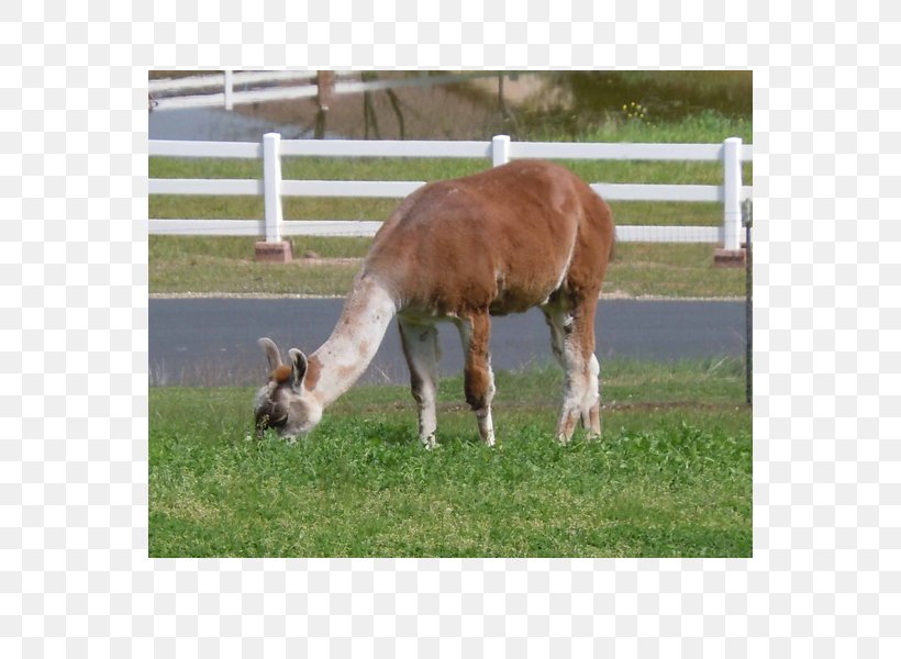 Farm Foal Mare Livestock Stallion, PNG, 600x600px, Farm, Camel Like Mammal, Colt, Fauna, Foal Download Free