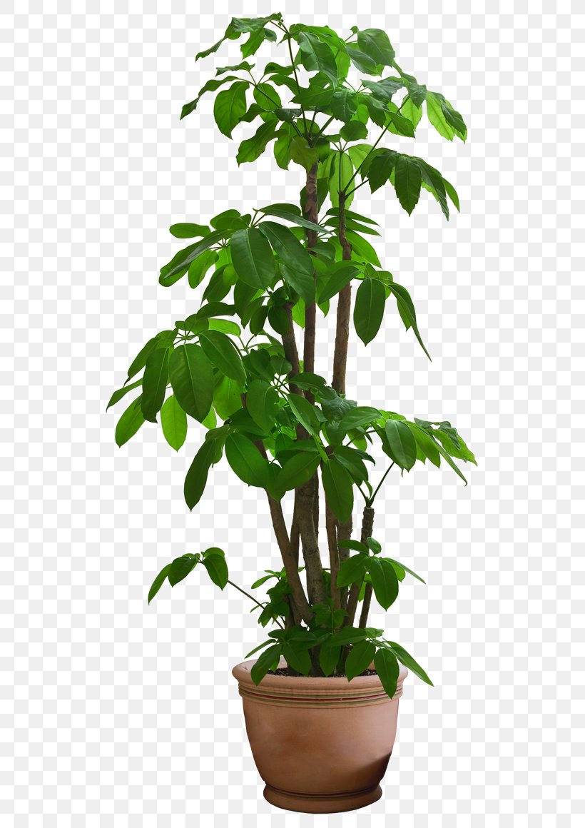 Guiana Chestnut Houseplant Tree, PNG, 560x1160px, Guiana Chestnut, Dracaena, Flower, Flowerpot, Herb Download Free