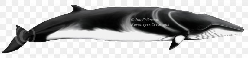 Porpoise Common Bottlenose Dolphin Cetaceans Gervais' Beaked Whale Northern Bottlenose Whale, PNG, 1200x281px, Porpoise, Animal, Animal Figure, Beaked Whale, Black Download Free