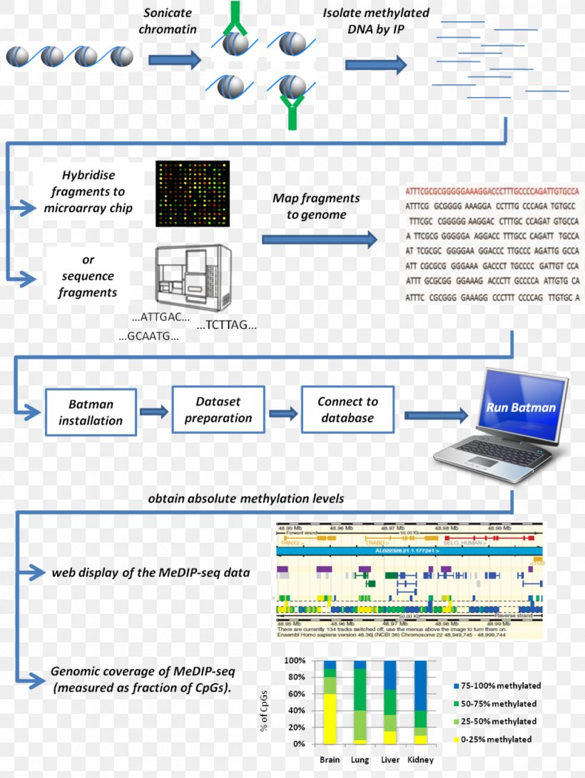 Research DNA Methylation Bayesian Tool For Methylation Analysis Bayesian Inference, PNG, 1200x1596px, Research, Area, Bayesian Inference, Brand, Diagram Download Free