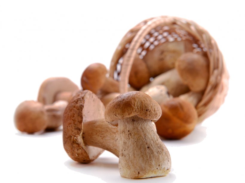 Shiitake Hericium Erinaceus Edible Mushroom Fungus, PNG, 1024x767px, Shiitake, Boletus Edulis, Cooking, Edible Mushroom, Food Download Free