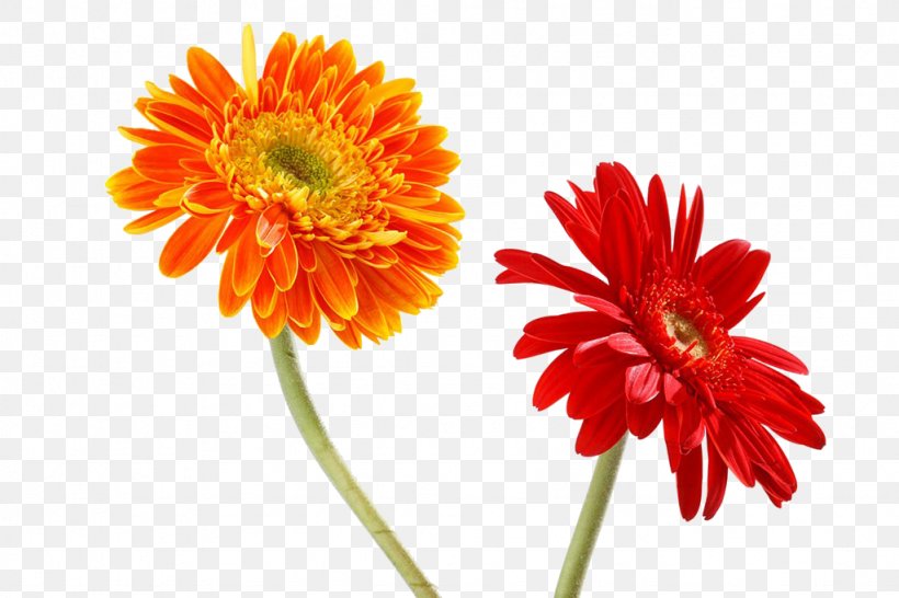 Transvaal Daisy Orange Chrysanthemum Red, PNG, 1024x683px, Transvaal Daisy, Chrysanthemum, Chrysanths, Cut Flowers, Dahlia Download Free