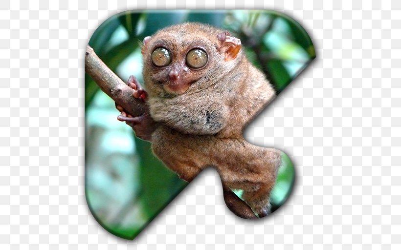 Monkey Pygmy Slow Loris 21 Strange Animals That Live In The Desert: Extraordinary Animal Photos & Facinating Fun Facts For Kids Primate Spectral Tarsier, PNG, 512x512px, Monkey, Animal, Dog, Fauna, Galago Download Free