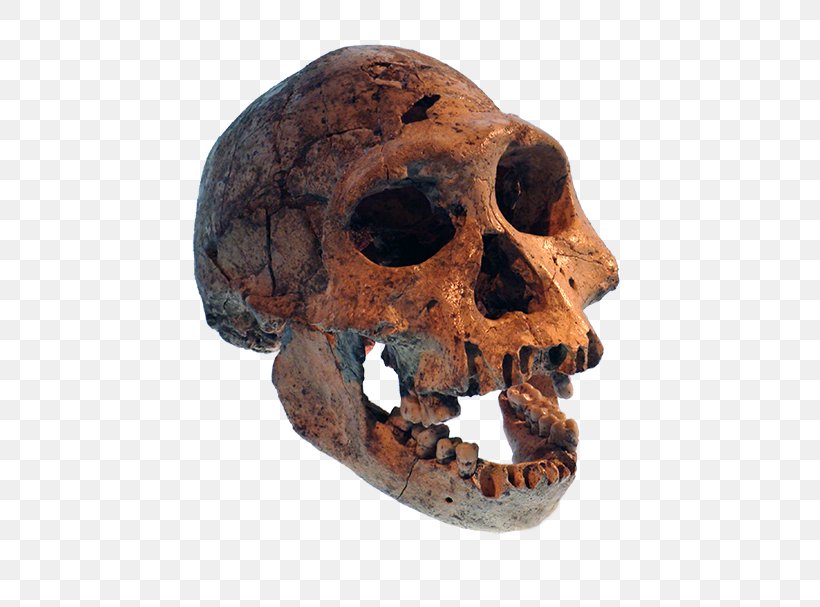 Prehistory Skull Neanderthal Dmanisi Homo Sapiens, PNG, 550x607px, Prehistory, Bone, Dmanisi, Evolution, Flores Man Download Free
