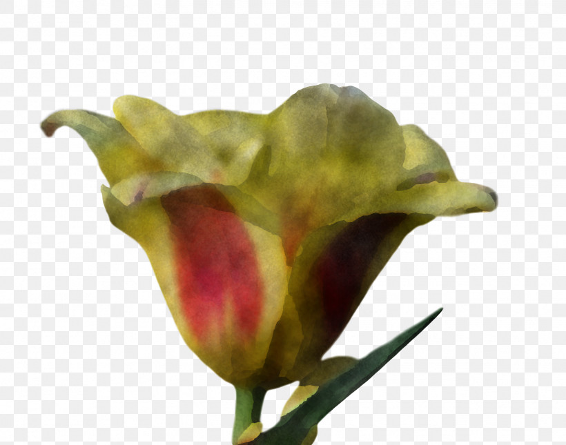 Spring Flower Spring Floral Flowers, PNG, 1626x1280px, Spring Flower, Alismatales, Anthurium, Arum, Arum Family Download Free